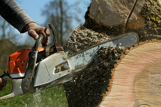 The Steps Involved in Our Tree Care Process in Madison Lake, MN